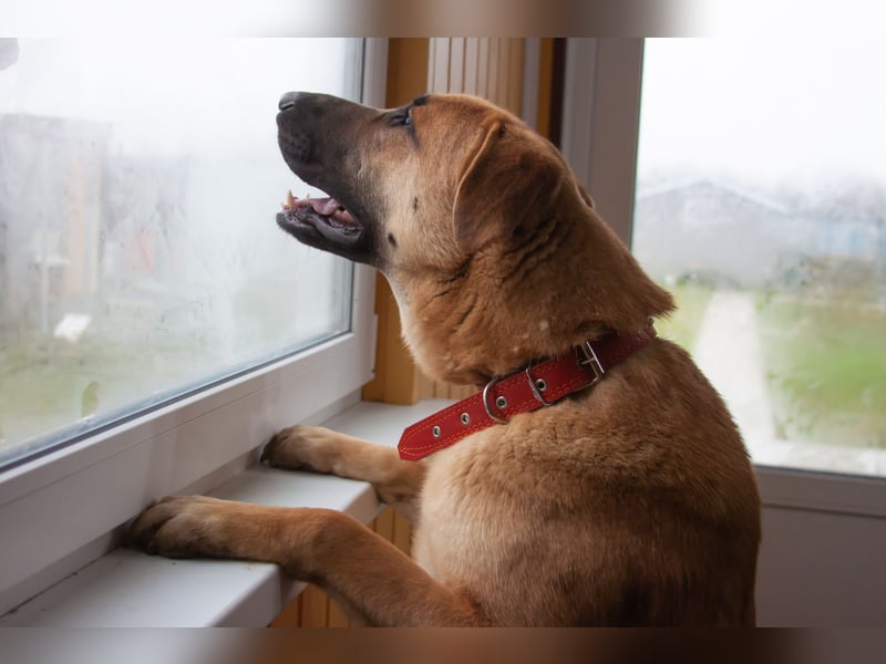 Junge hübsche Leia sucht Familie