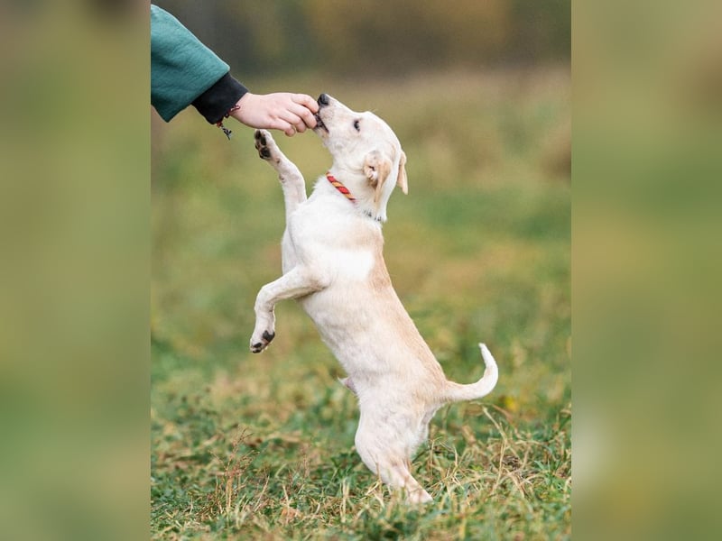 Zuckersüßer Cream sucht warmes Körbchen