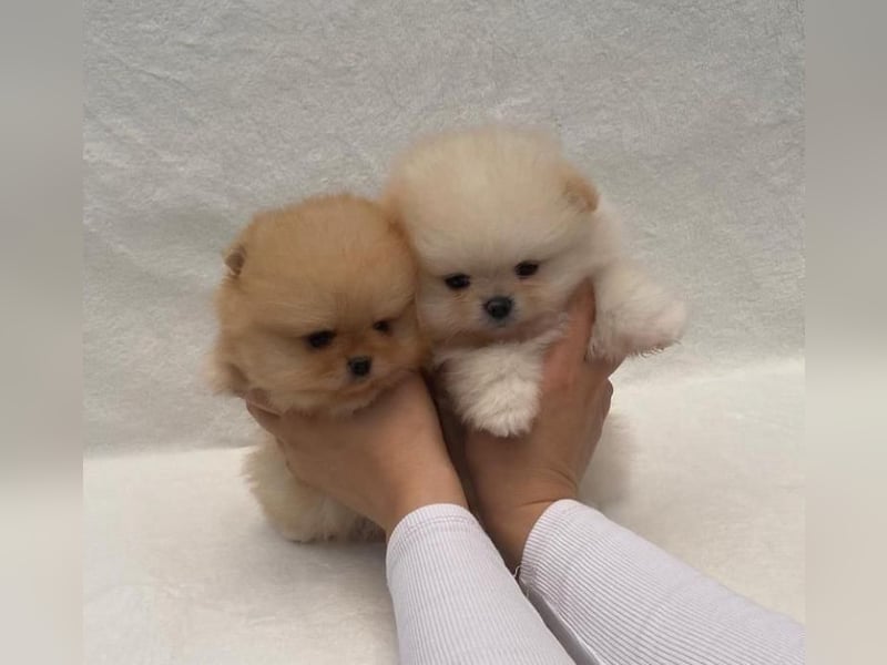 Super Pomeranian mini Zwergspitz welpen
