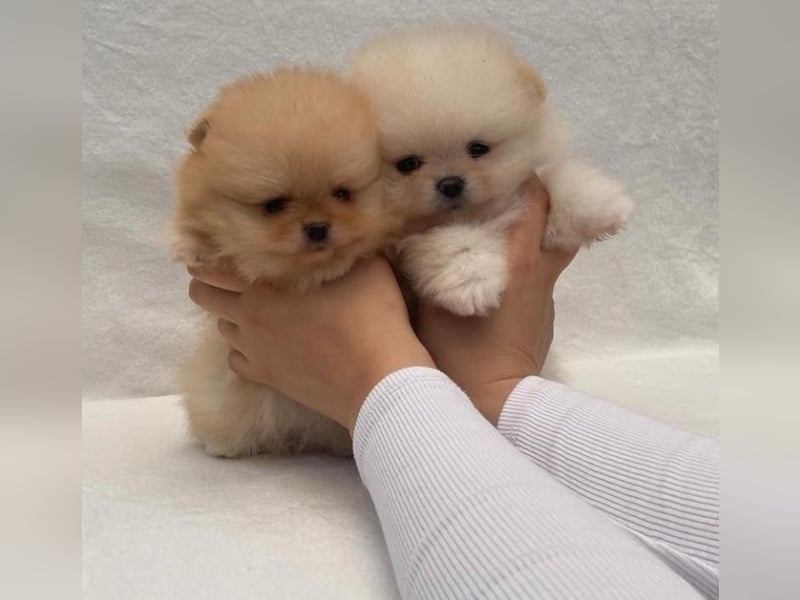 Super Pomeranian mini Zwergspitz welpen