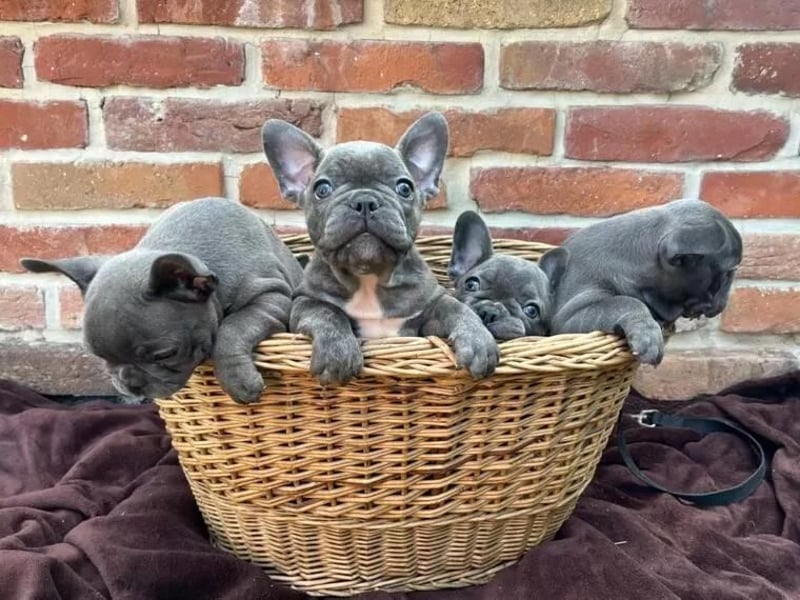 Super Französische Bulldogge welpen