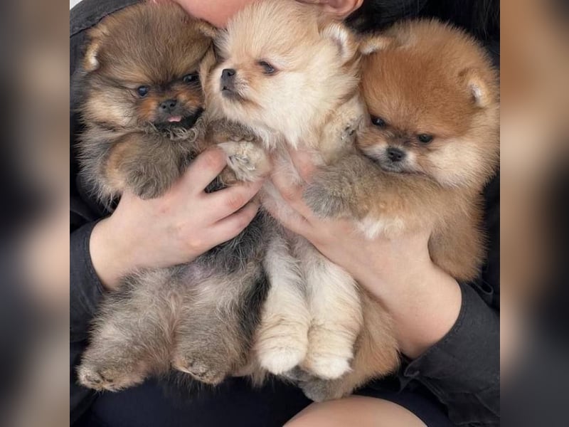 Super Pomeranian mini Zwergspitz welpen