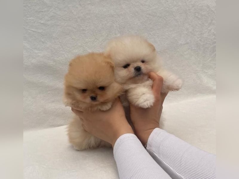 Super Pomeranian mini Zwergspitz welpen