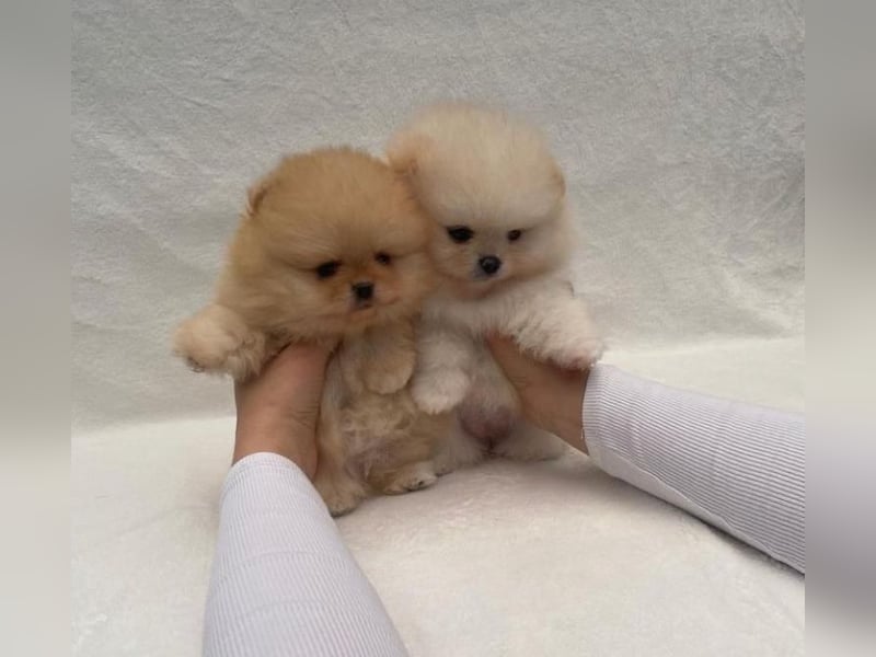 Super Pomeranian mini Zwergspitz welpen