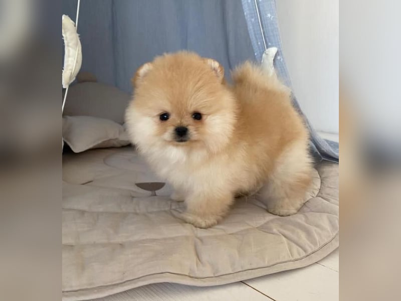 Super Pomeranian mini Zwergspitz welpen