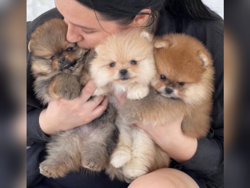 Super Pomeranian mini Zwergspitz welpen