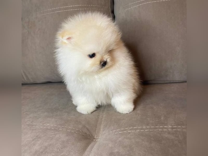 Super Pomeranian mini Zwergspitz welpen