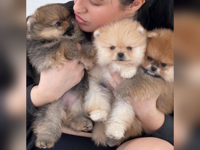 Super Pomeranian mini Zwergspitz welpen