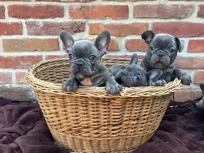 Super Französische Bulldogge welpen