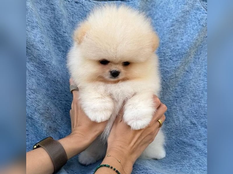 Super Pomeranian mini Zwergspitz welpen