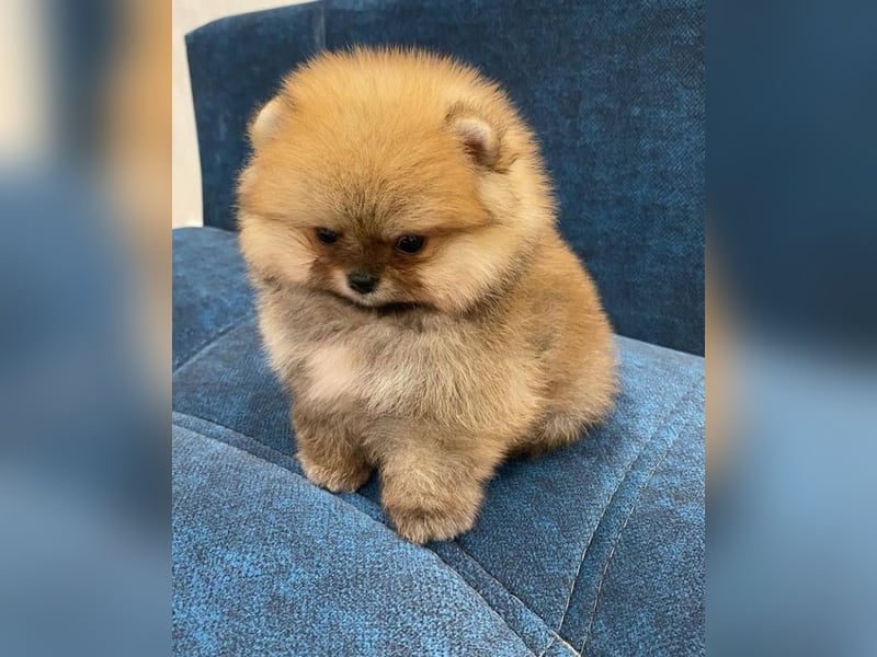 Super Pomeranian mini Zwergspitz welpen
