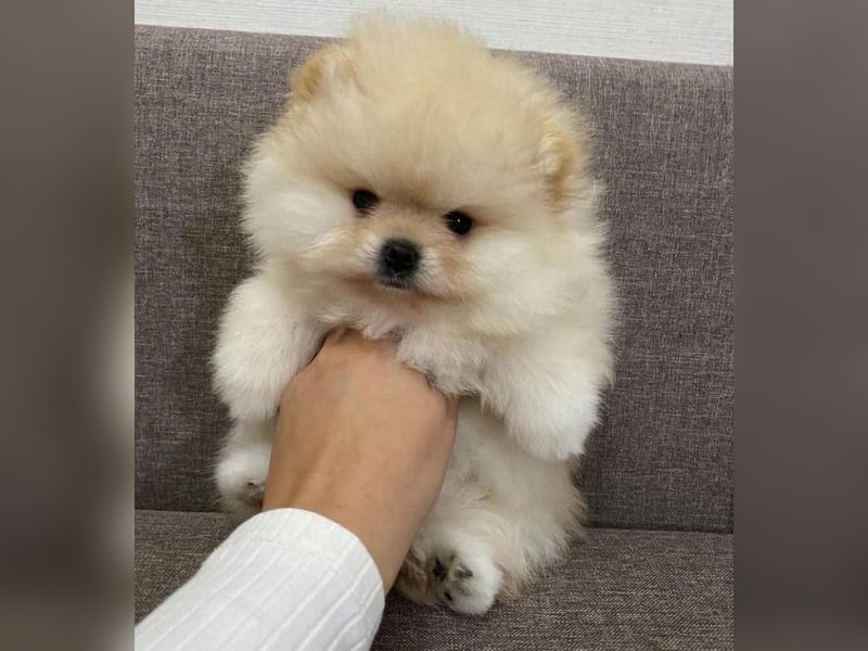 Super Pomeranian mini Zwergspitz welpen
