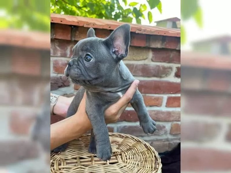 Super Französische Bulldogge welpen