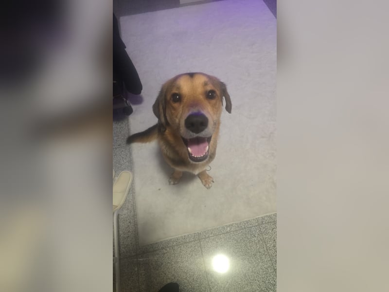 Paul – verschmuster Einzelhund sucht erfahrenes Zuhause