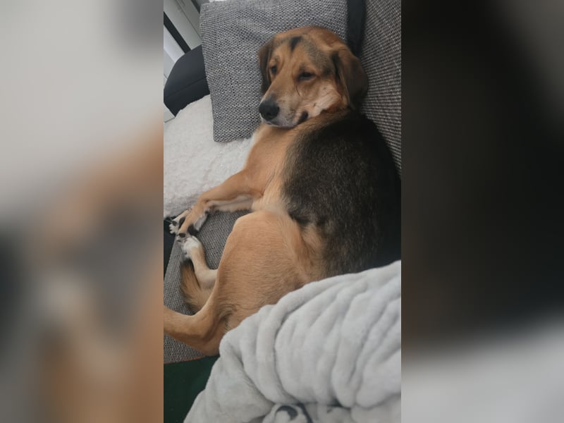 Paul – verschmuster Einzelhund sucht erfahrenes Zuhause