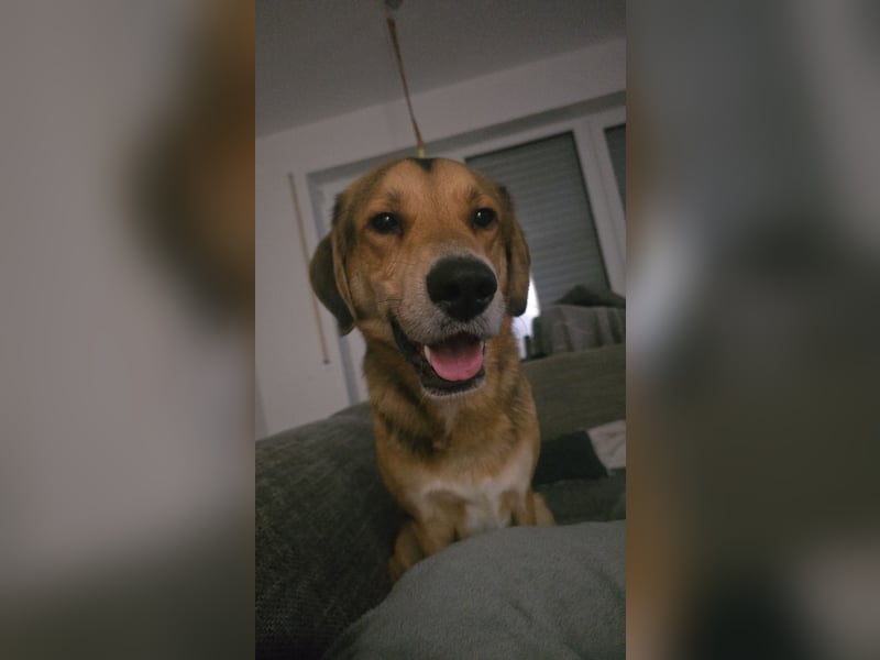 Paul – verschmuster Einzelhund sucht erfahrenes Zuhause