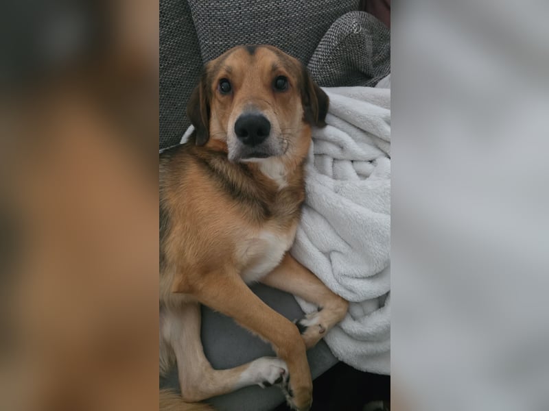 Paul – verschmuster Einzelhund sucht erfahrenes Zuhause