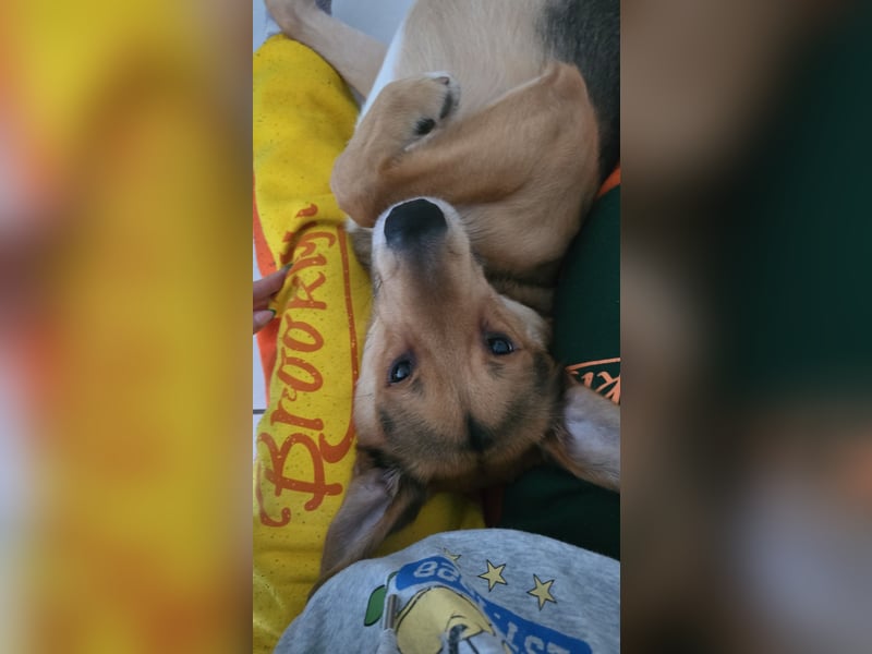 Paul – verschmuster Einzelhund sucht erfahrenes Zuhause