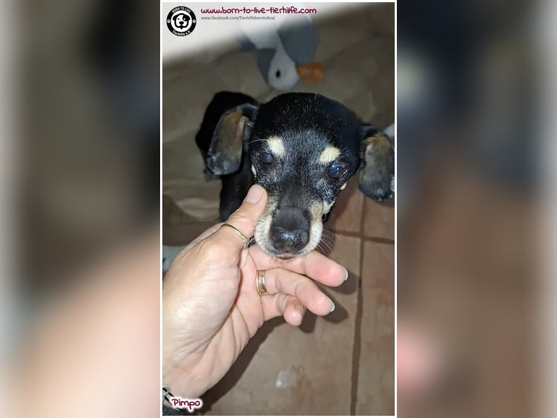 Unser kleines Notfellchen Pimpo sucht liebevolles Zuhause