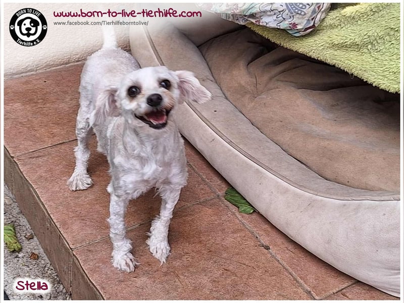 Unsere Stella sucht ein warmes Körbchen für immer