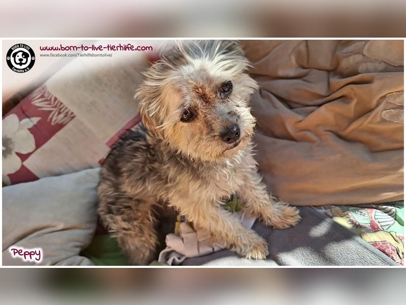 Mega süßer Peppy sucht ein Zuhause