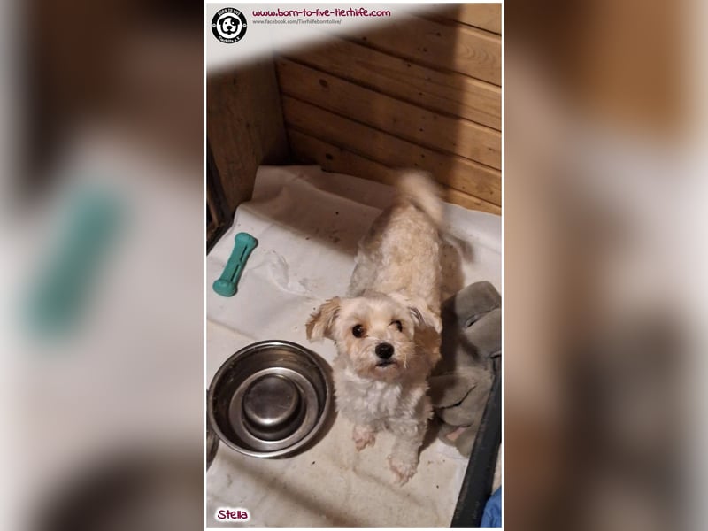 Unsere Stella sucht ein warmes Körbchen für immer