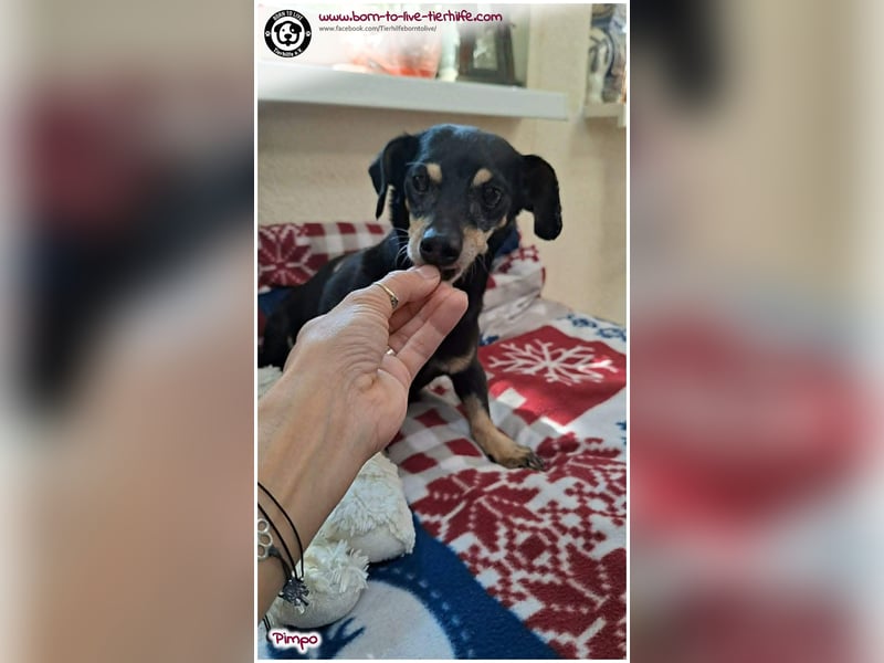 Unser kleines Notfellchen Pimpo sucht liebevolles Zuhause