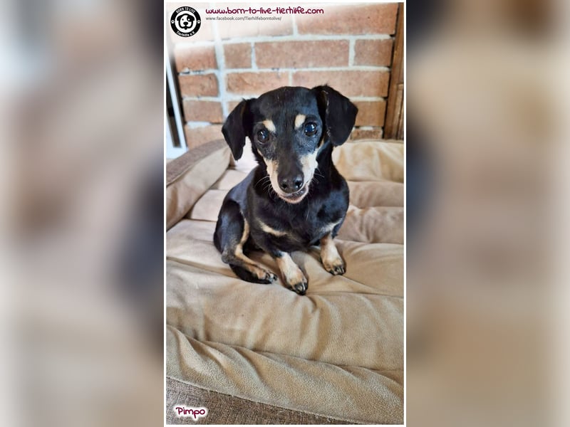 Unser kleines Notfellchen Pimpo sucht liebevolles Zuhause