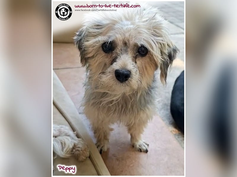 Mega süßer Peppy sucht ein Zuhause