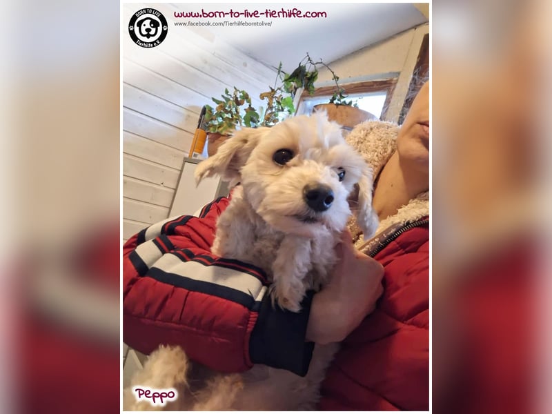 Peppo sucht ein Zuhause