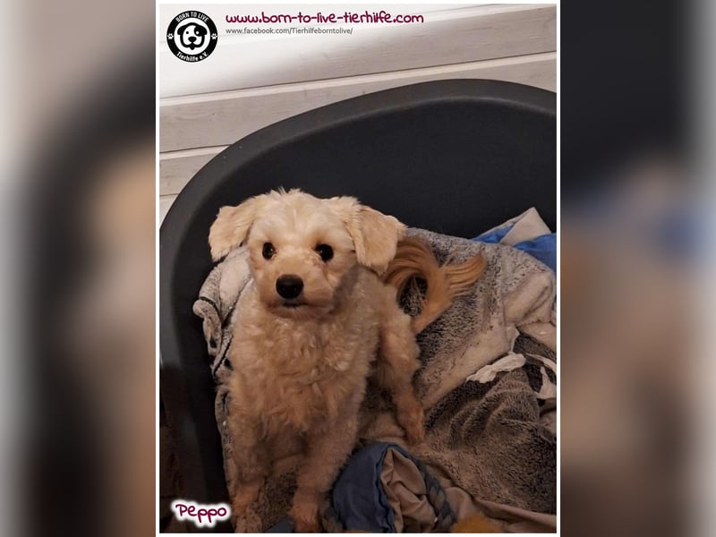 Peppo sucht ein Zuhause