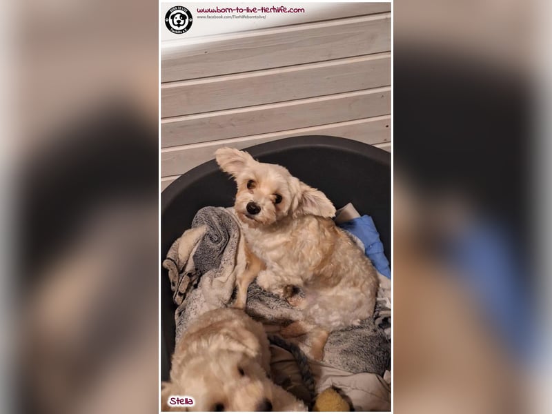 Unsere Stella sucht ein warmes Körbchen für immer