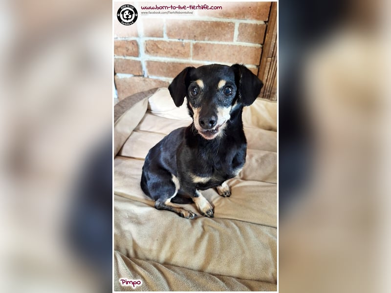 Unser kleines Notfellchen Pimpo sucht liebevolles Zuhause