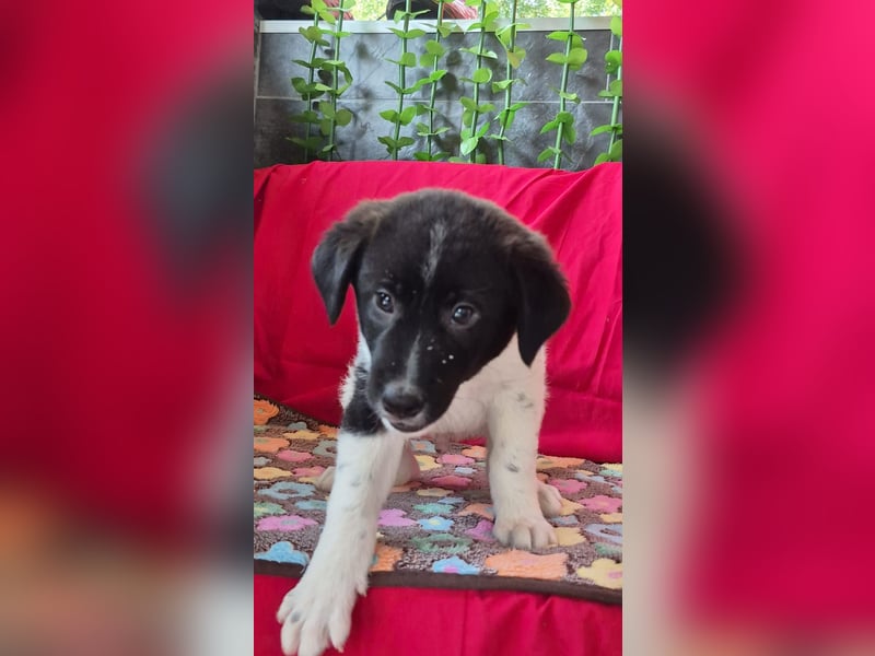 Hundebub Perey wurde auf der Straße geboren