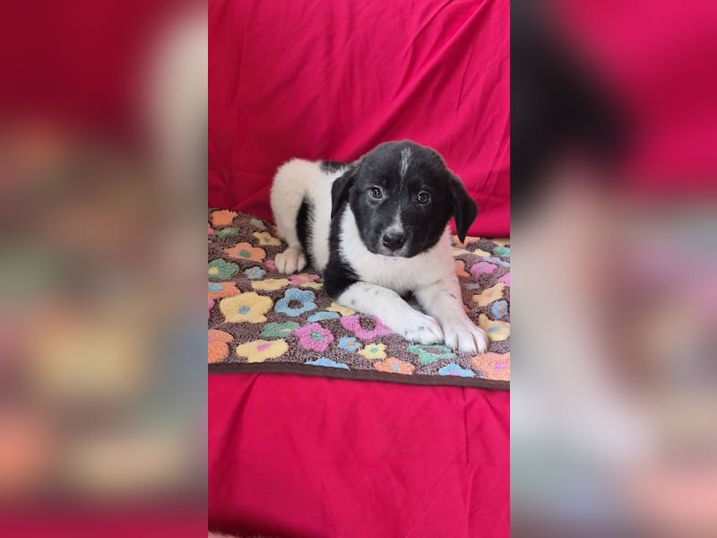 Hundebub Perey wurde auf der Straße geboren