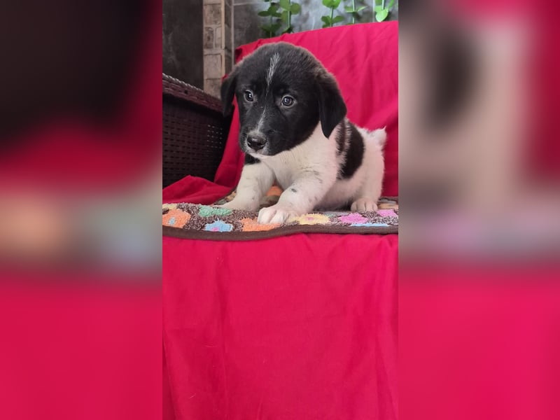 Hundebub Perey wurde auf der Straße geboren