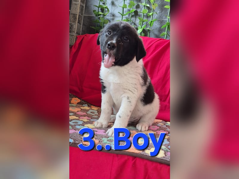 Hundebub Perey wurde auf der Straße geboren