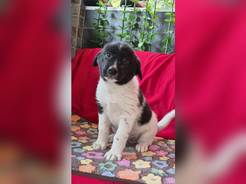 Hundebub Perey wurde auf der Straße geboren