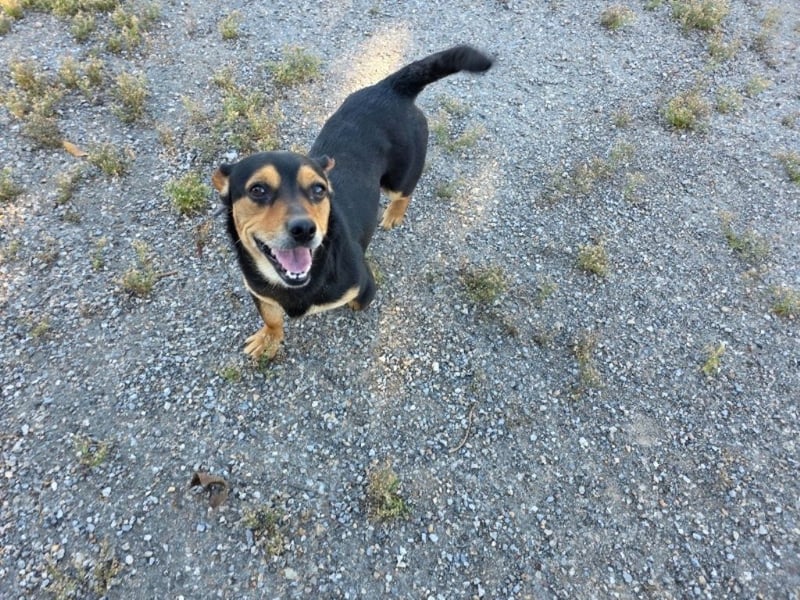 ❤️ TACO❤️