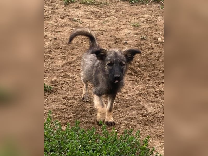 Welpendame OPAL sucht ihre Familie!