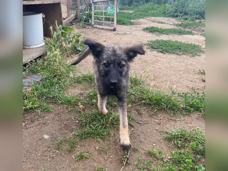Welpendame OPAL sucht ihre Familie!