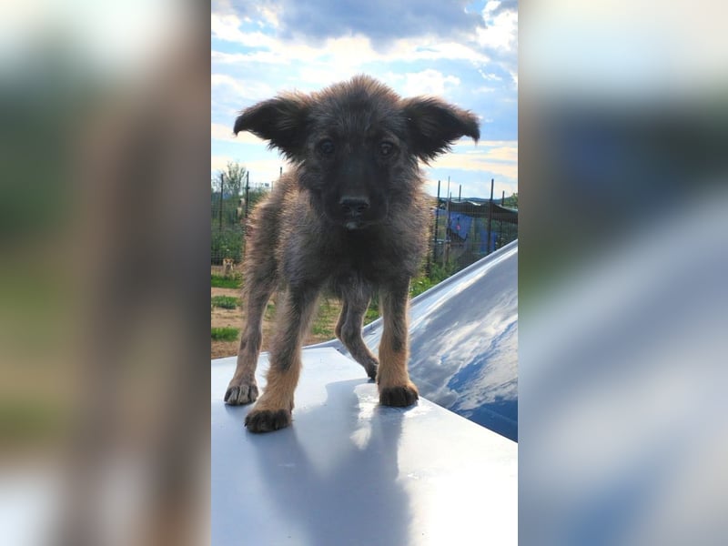 Welpendame OPAL sucht ihre Familie!