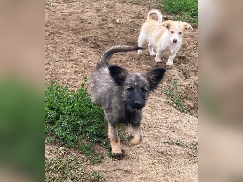 Welpendame OPAL sucht ihre Familie!