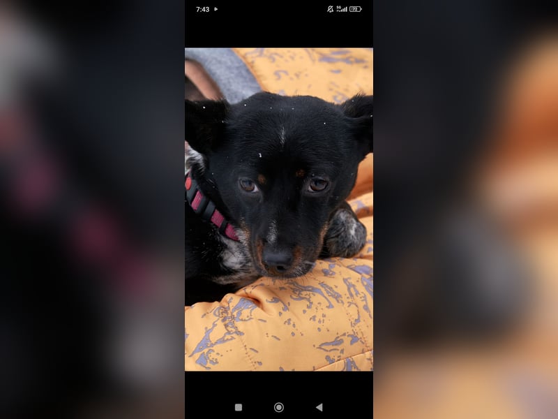 Bekky sucht ihr Für -immer -Zuhause ❤️❤️❤️❤️