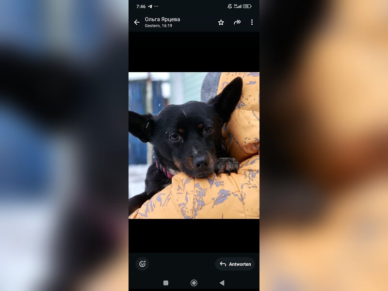 Bekky sucht ihr Für -immer -Zuhause ❤️❤️❤️❤️