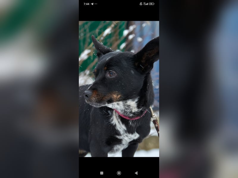 Bekky sucht ihr Für -immer -Zuhause ❤️❤️❤️❤️