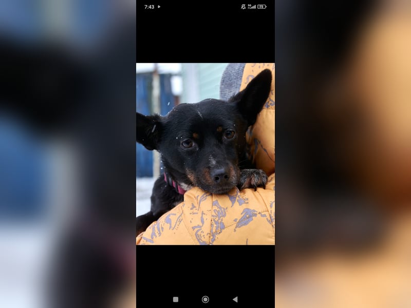 Bekky sucht ihr Für -immer -Zuhause ❤️❤️❤️❤️