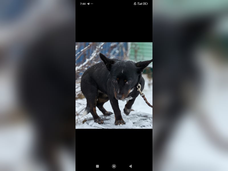 Bekky sucht ihr Für -immer -Zuhause ❤️❤️❤️❤️