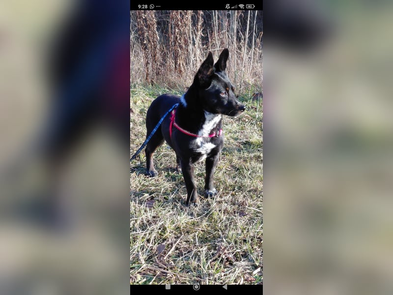 Bekky sucht ihr Für -immer -Zuhause ❤️❤️❤️❤️