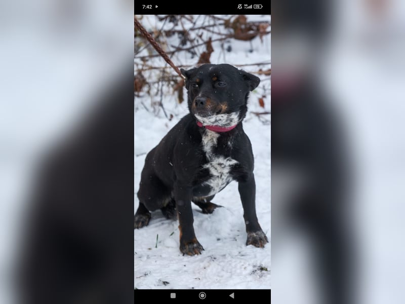 Bekky sucht ihr Für -immer -Zuhause ❤️❤️❤️❤️